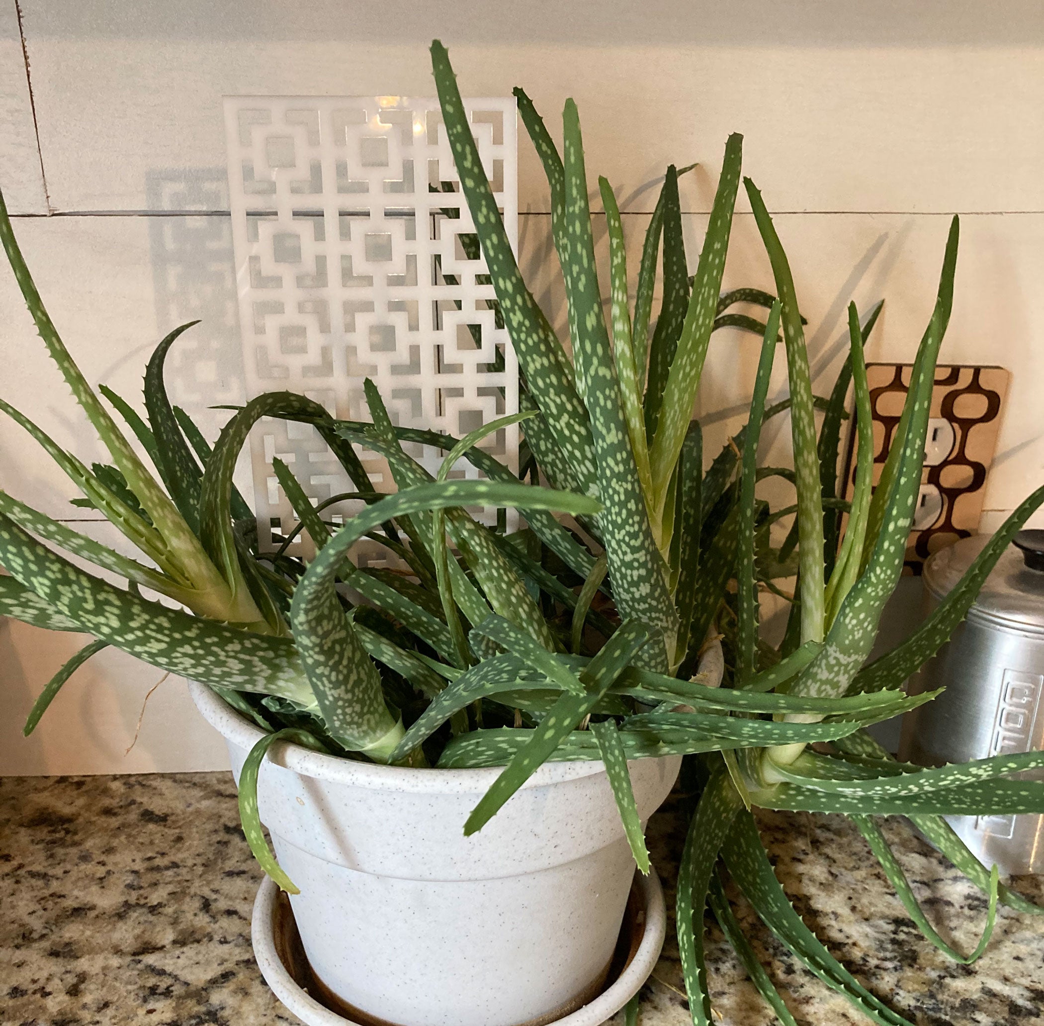 Trellis Breezeway Brick - House Plant Decoration