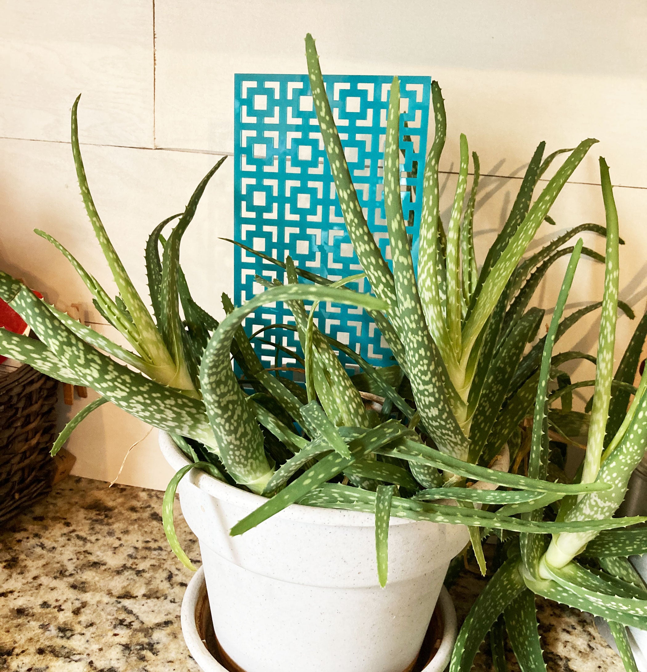 Trellis Breezeway Brick - House Plant Decoration