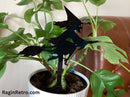 House plant decoration - Witch